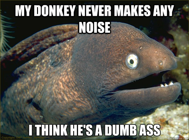 my donkey never makes any noise i think he's a dumb ass - my donkey never makes any noise i think he's a dumb ass  Bad Joke Eel