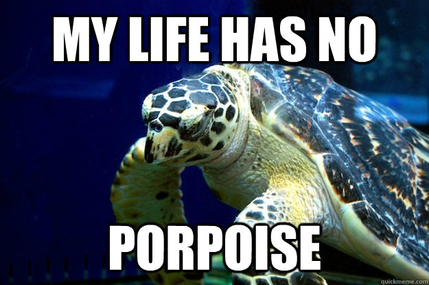 My life has no porpoise - My life has no porpoise  Misc