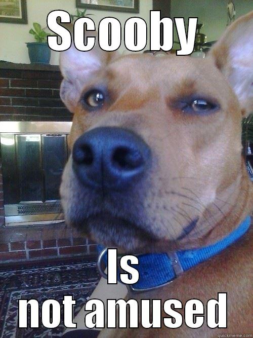 SCOOBY IS NOT AMUSED Misc