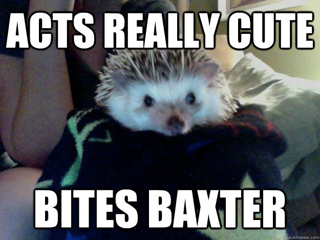 Acts really cute Bites Baxter  Margo the Hedgehog