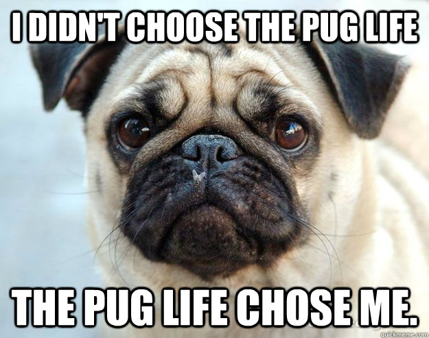 I didn't choose the pug life The pug life chose me.  