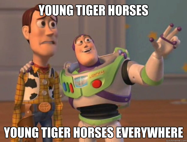 Young tiger horses Young tiger horses everywhere  Buzz Lightyear