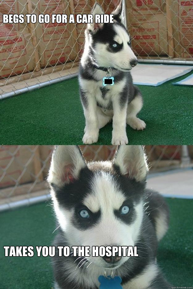 Begs to go for a car ride Takes you to the hospital  Insanity puppy