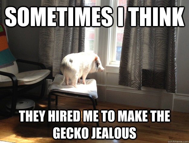 sometimes I think they hired me to make the gecko jealous - sometimes I think they hired me to make the gecko jealous  Regret Pig