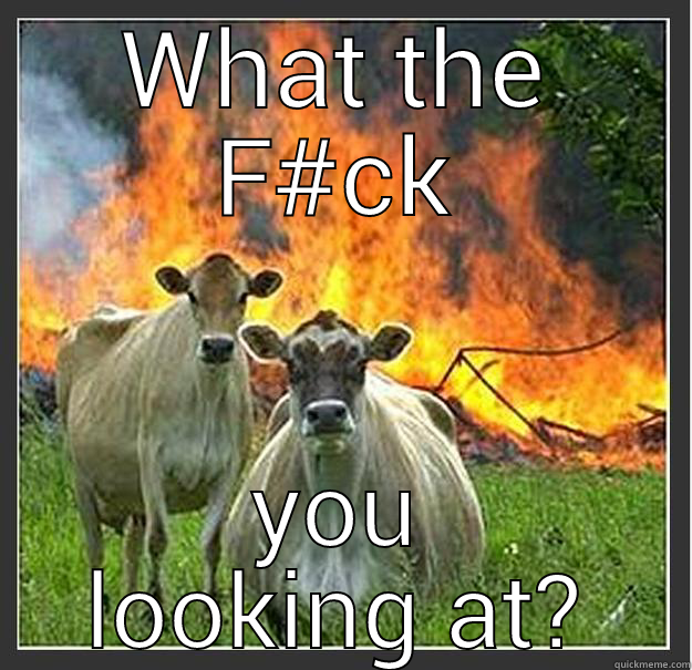 When you trying to appear smart - WHAT THE F#CK YOU LOOKING AT? Evil cows