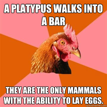 a platypus walks into a bar they are the only mammals with the ability to lay eggs.  Anti-Joke Chicken