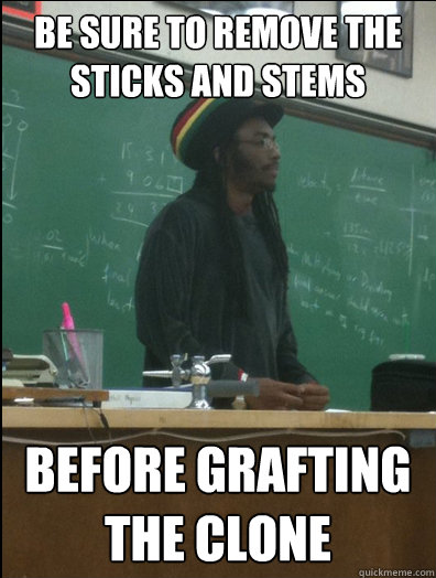 be sure to remove the sticks and stems before grafting the clone  Rasta Science Teacher