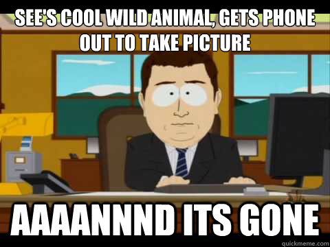 see's cool wild animal, gets phone out to take picture Aaaannnd its gone - see's cool wild animal, gets phone out to take picture Aaaannnd its gone  Aaand its gone