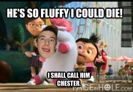 He's so fluffy I could die! I shall call him chester.  