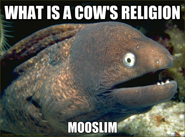 What is a cow's religion Mooslim  Bad Joke Eel