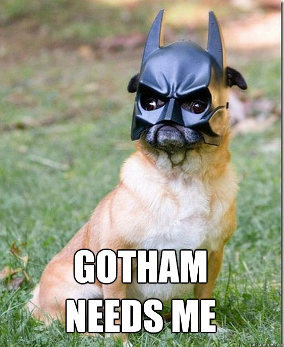 gotham needs me - gotham needs me  Batman pug