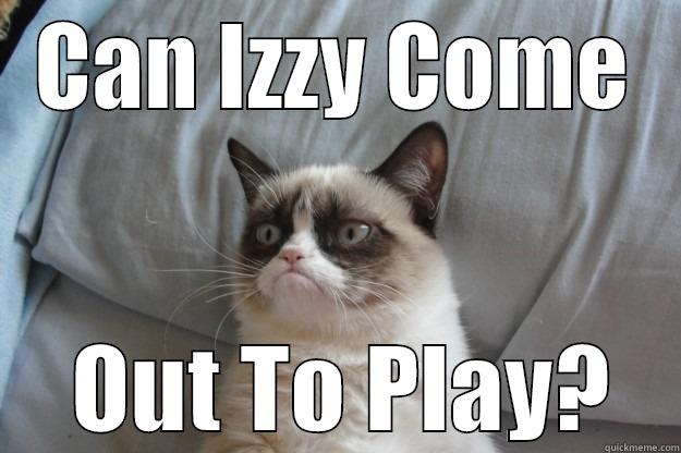 CAN IZZY COME  OUT TO PLAY? Grumpy Cat