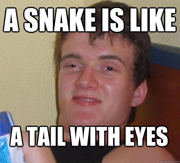 A snake is like a tail with eyes  10 Guy