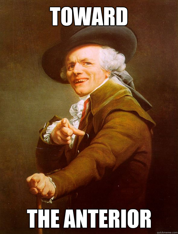 Toward The Anterior  Joseph Ducreux