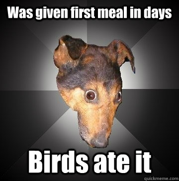 Was given first meal in days Birds ate it  Depression Dog