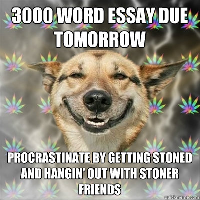 3000 Word essay due tomorrow Procrastinate by getting stoned and hangin' out with stoner friends  Stoner Dog