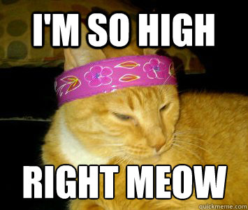 i'm so high right meow
 - i'm so high right meow
  Jerry Garcia Cat