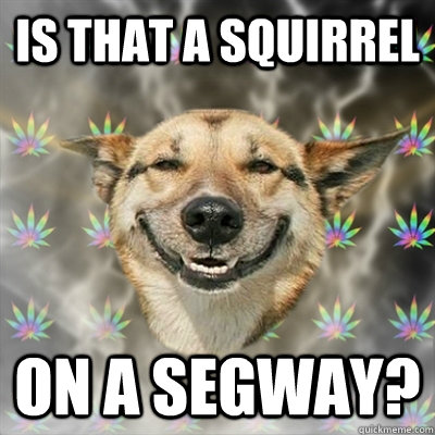 is that a squirrel on a segway?  Stoner Dog