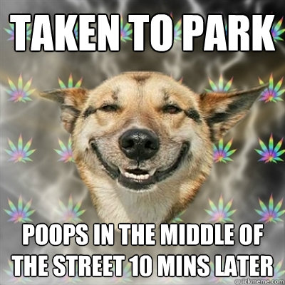 Taken to park Poops in the middle of the street 10 mins later  Stoner Dog