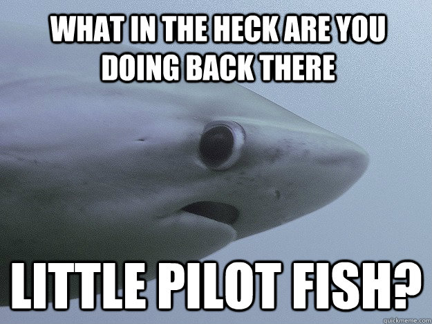 What in the heck are you doing back there little pilot fish?  Caption 4 goes here  Shy Shark