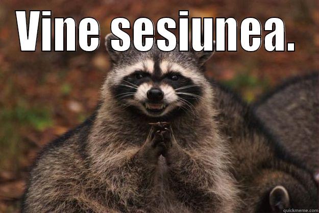 VINE SESIUNEA.  Evil Plotting Raccoon