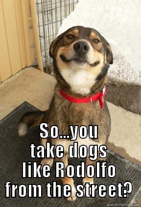 rodolfo's law -  SO...YOU TAKE DOGS LIKE RODOLFO FROM THE STREET? Good Dog Greg