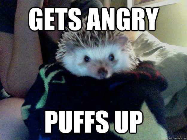 Gets angry puffs up  - Gets angry puffs up   Margo the Hedgehog