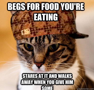 Begs for food you're eating Stares at it and walks away when you give him some - Begs for food you're eating Stares at it and walks away when you give him some  Scumbag Cat