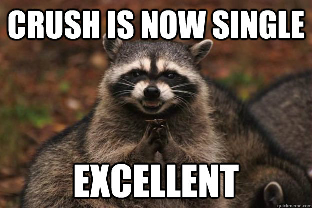 Crush Is now single Excellent - Crush Is now single Excellent  Evil Plotting Raccoon