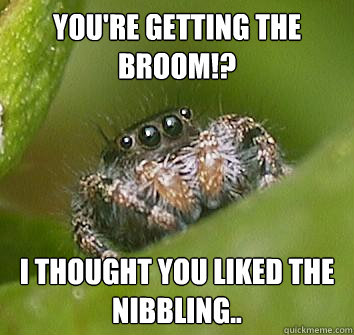 You're getting the broom!? I thought you liked the nibbling.. - You're getting the broom!? I thought you liked the nibbling..  Misunderstood Spider