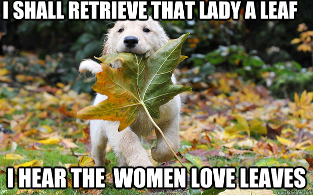 I shall retrieve that lady a leaf I hear the  women love leaves - I shall retrieve that lady a leaf I hear the  women love leaves  Proper dog