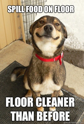 Spill food on floor Floor cleaner than before  Good Dog Greg