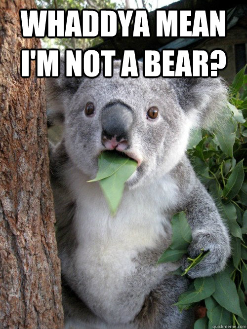 Whaddya mean I'm not a bear?  - Whaddya mean I'm not a bear?   koala bear