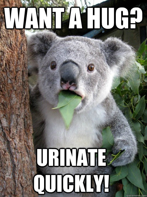 Want a hug?  URINATE QUICKLY!  koala bear