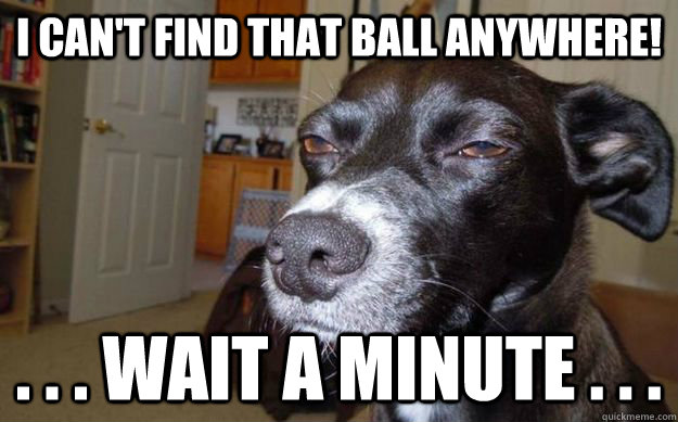 I can't find that ball anywhere! . . . wait a minute . . .   Skeptical Mutt