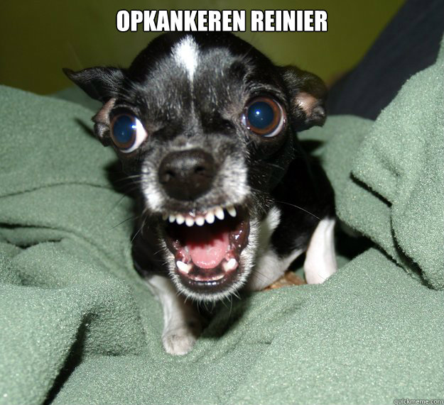 opkankeren reinier   - opkankeren reinier    Chihuahua Logic