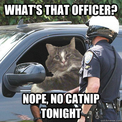 What's that officer? Nope, no catnip tonight - What's that officer? Nope, no catnip tonight  Cat Pulled Over