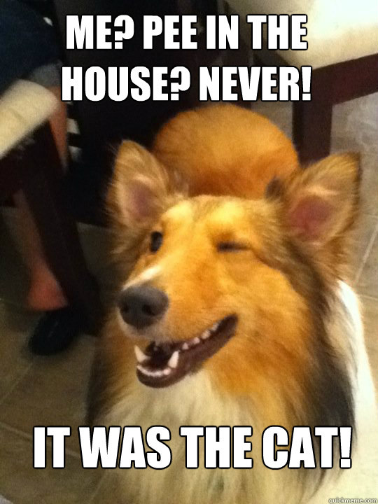 ME? PEE IN THE HOUSE? NEVER! IT WAS THE CAT! - ME? PEE IN THE HOUSE? NEVER! IT WAS THE CAT!  implying dog