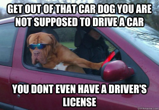 get out of that car dog you are not supposed to drive a car you dont even have a driver's license - get out of that car dog you are not supposed to drive a car you dont even have a driver's license  idklol