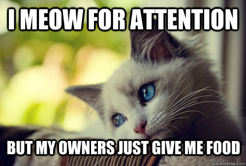 I meow for attention but my owners just give me food  First World Problems Cat