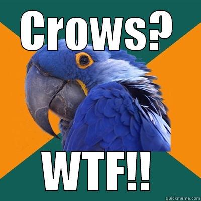 CROWS? WTF!! Paranoid Parrot