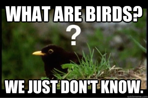 what are birds? we just don't know. - what are birds? we just don't know.  What Are Birds