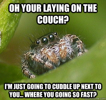 Oh your laying on the couch?  I'm just going to cuddle up next to you... where you going so fast?  Misunderstood Spider