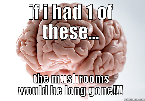 mushys brain - IF I HAD 1 OF THESE... THE MUSHROOMS WOULD BE LONG GONE!!!  Scumbag Brain