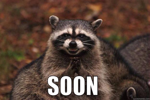  SOON Evil Plotting Raccoon