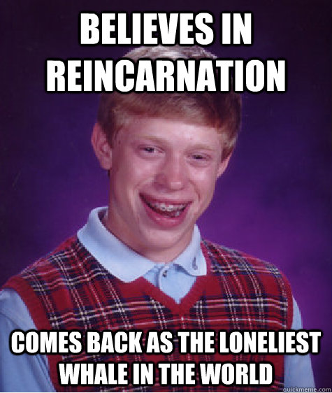 Believes in reincarnation comes back as The Loneliest Whale in the World  Bad Luck Brian