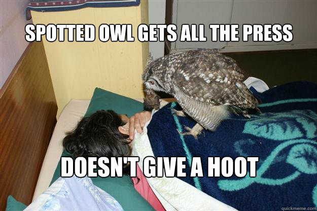 
spotted owl gets all the press 
doesn't give a hoot  