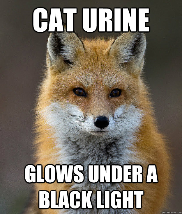 Cat urine glows under a black light - Cat urine glows under a black light  Fun Fact Fox