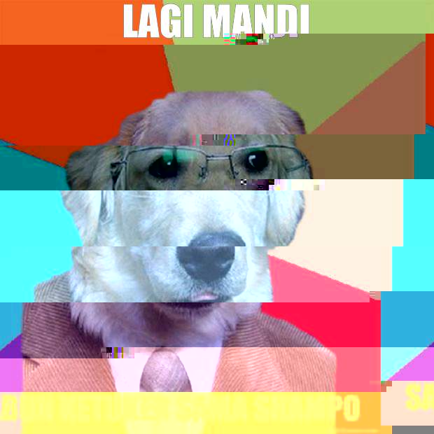 Lagi mandi
 Sabun ketuker sama shampo  Business Dog