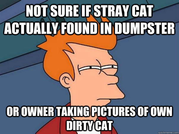 Not sure if stray cat actually found in dumpster Or Owner taking pictures of own dirty cat  Futurama Fry